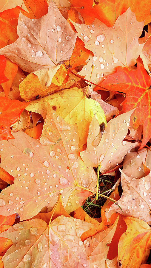Rain Drops on Fall Leaves Photograph by Zane Kuhle