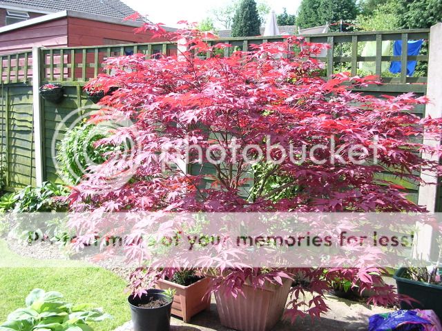 http://i27.photobucket.com/albums/c186/DavidKnapper/acer2.jpg