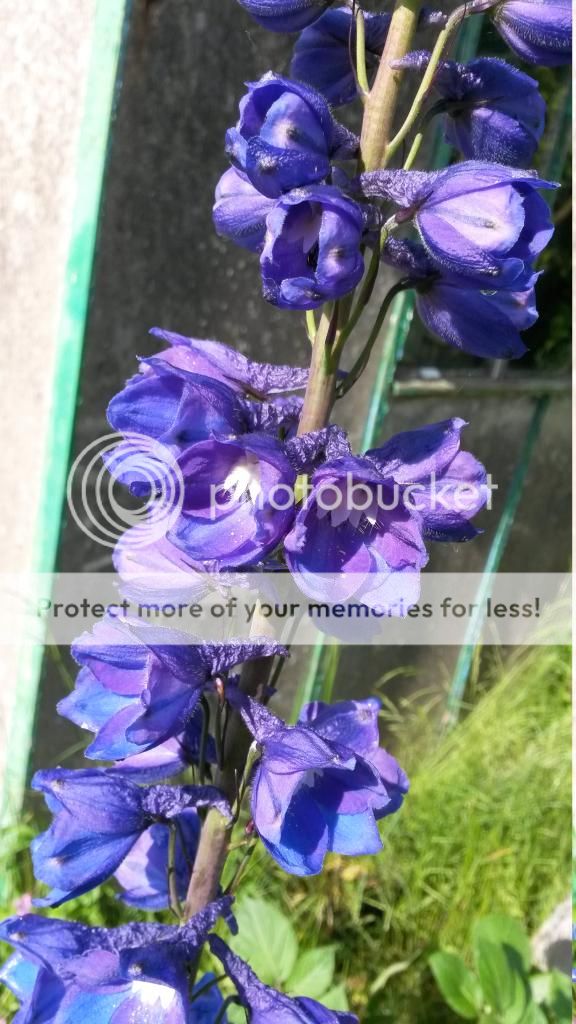 http://i819.photobucket.com/albums/zz113/LadyClarington/20140607_170433_zps1buqqosb.jpg