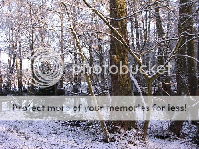 http://i27.photobucket.com/albums/c186/DavidKnapper/Winter%20Wonderland/DSCN0165.jpg