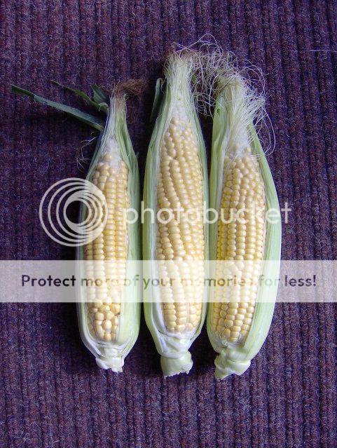 http://i1131.photobucket.com/albums/m551/lilylouise1/sweetcorn002-1.jpg
