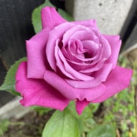 DSrose