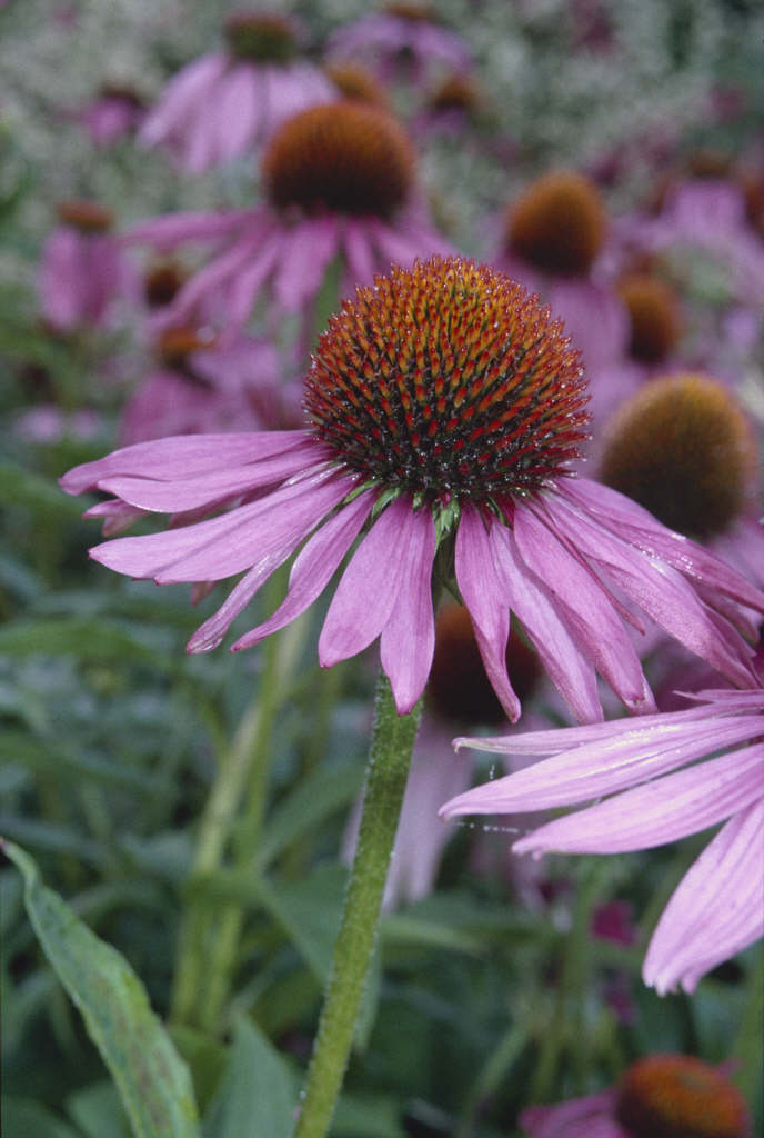 purple coneflower Magnus