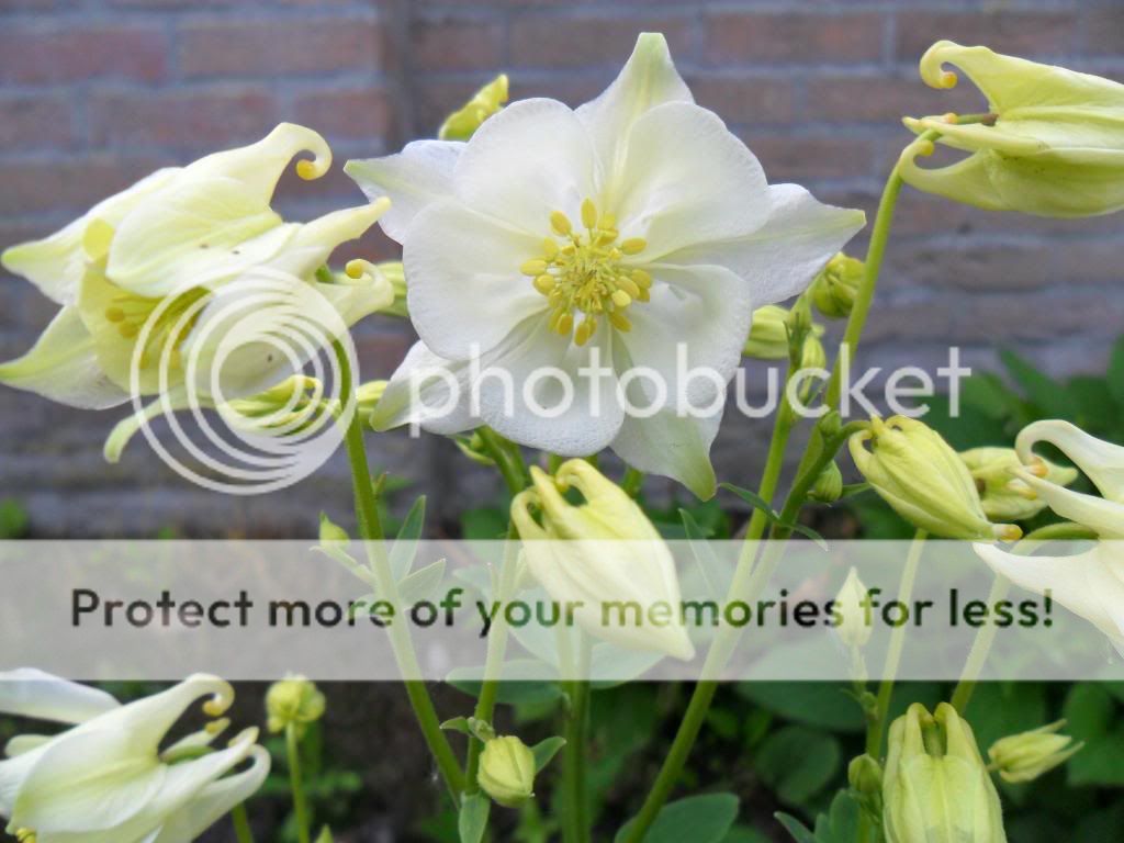 http://i1264.photobucket.com/albums/jj493/sversteynen/SAM_3363_zps5fdf4b7b.jpg