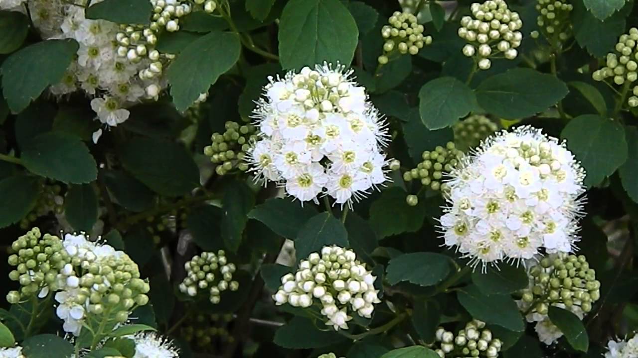 See the source image