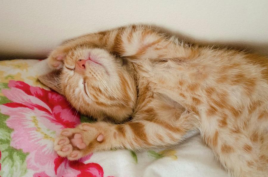 Image result for sleepy kitten images