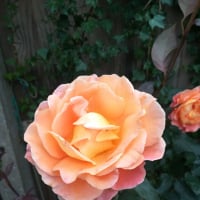 susan glover