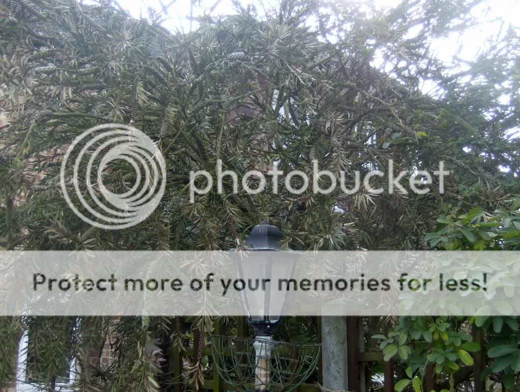 http://i1131.photobucket.com/albums/m551/lilylouise1/bottlebrush004.jpg