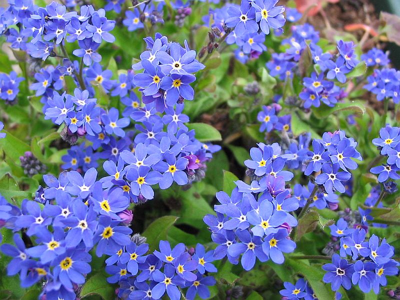 http://pirottablog.files.wordpress.com/2013/03/forget-me-not-104-p.jpg