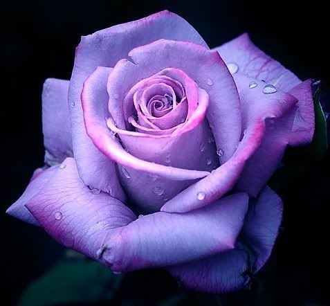 rose love