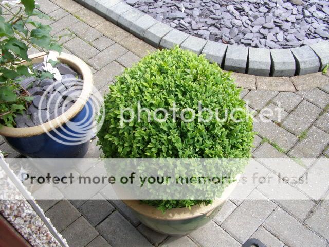 http://i27.photobucket.com/albums/c186/DavidKnapper/BoxBall.jpg