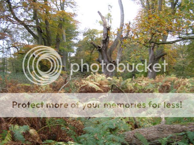 http://i27.photobucket.com/albums/c186/DavidKnapper/Autumn%20Tints/PB070007.jpg