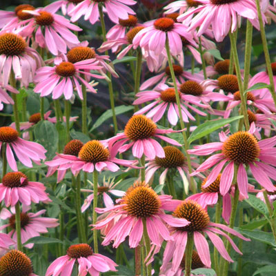 Echinacea - The Coneflowers Compared - Dorset Perennials