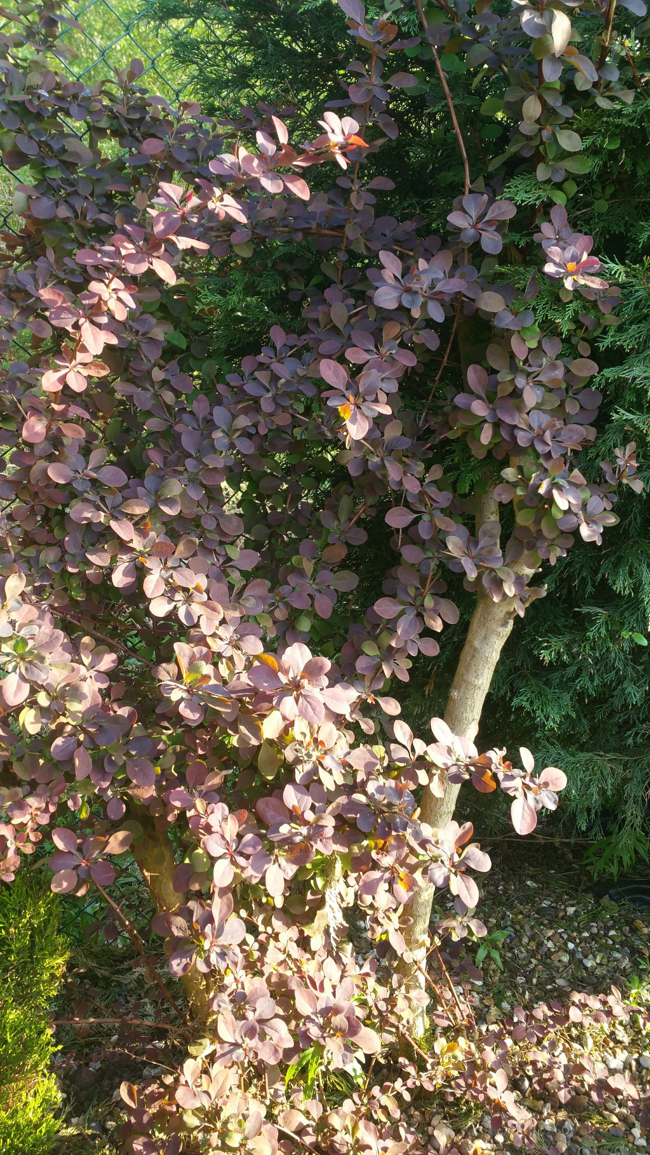 Image: https://us.v-cdn.net/6030279/uploads/editor/d7/zbnrqb4wo0zb.jpg