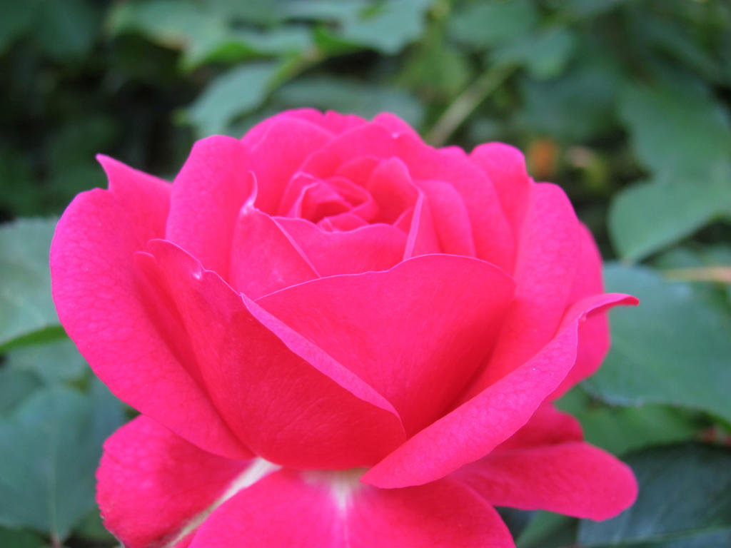 http://fc02.deviantart.net/fs70/i/2013/160/2/f/sir_john_betjeman_rose_by_revenge_of_nerd_girl-d68grko.jpg