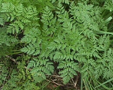 http://2.bp.blogspot.com/-6-7QkMT1IcA/Tmfip4DlVmI/AAAAAAAABEM/ngOuErTB9iM/s1600/hemlock%2Bfoliage.PNG