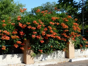 http://www.santafebotanicalgarden.org/wp-content/uploads/2013/01/Campsis-Mme-Galen-By-Tracy-Neal-web-300x225.jpg