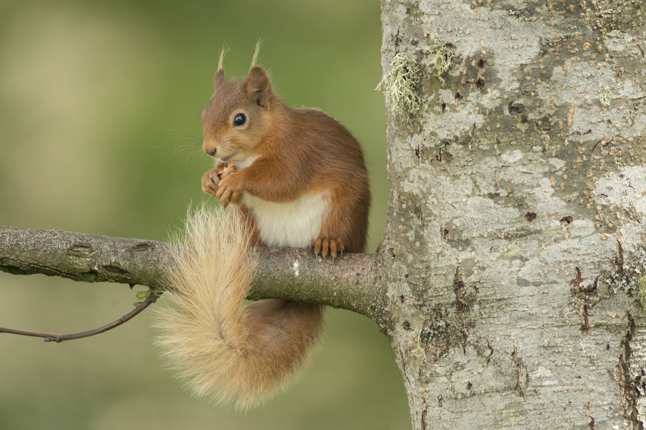 Sleeping and Nesting Habits of Squirrels - Animal Sake