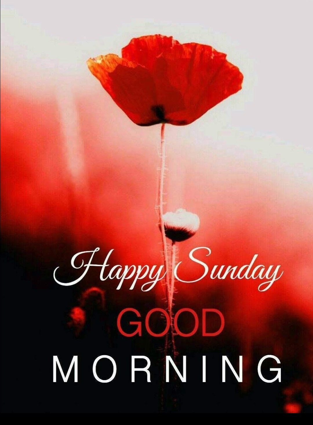 Good Morning Happy Sunday Greetings  Happy sunday morning Happy sunday  images Good morning happy sunday
