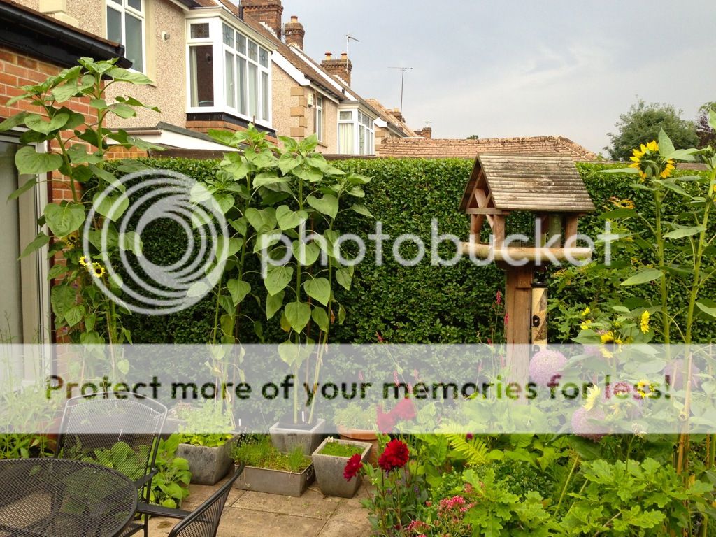http://i232.photobucket.com/albums/ee192/thebear843/Garden/file_zps51d25923.jpg