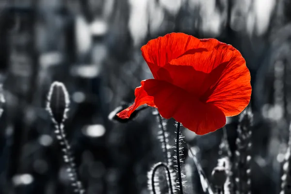 Flanders fields stock images Royalty Free flanders field pictures   download on Depositphotos