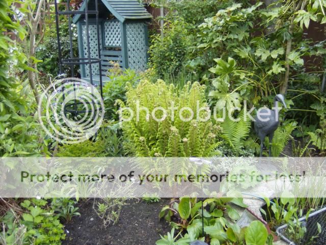 http://i1131.photobucket.com/albums/m551/lilylouise1/gardenviews031.jpg