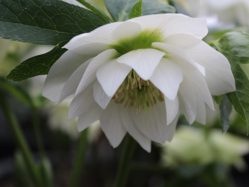 Helleborus x hybridus Ashwood Garden Hybrids Double White