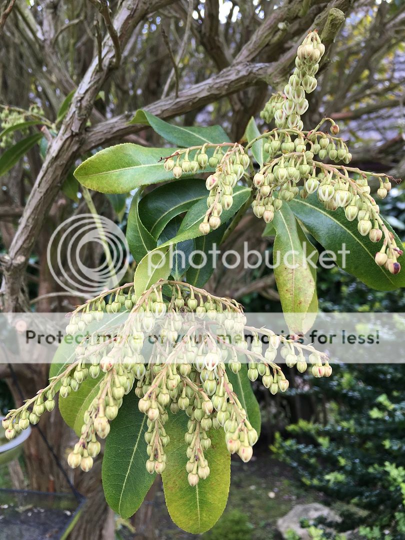 http://i382.photobucket.com/albums/oo270/ninjaspy2000/Pieris/5_zpse5epgsdw.jpg