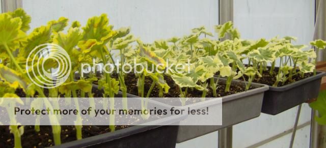 http://i1131.photobucket.com/albums/m551/lilylouise1/cuttings003.jpg