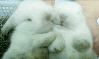 The White Rabbit GIFs - Get the best GIF on GIPHY