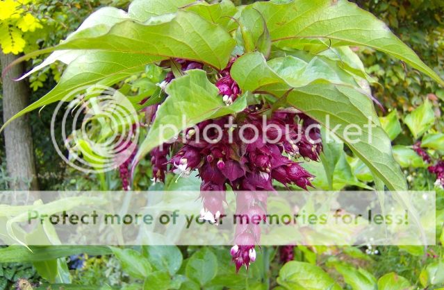 http://i1131.photobucket.com/albums/m551/lilylouise1/courgettecakeetc009.jpg