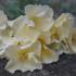 Eschscholzia californica Thai Silk Series Milkmaid