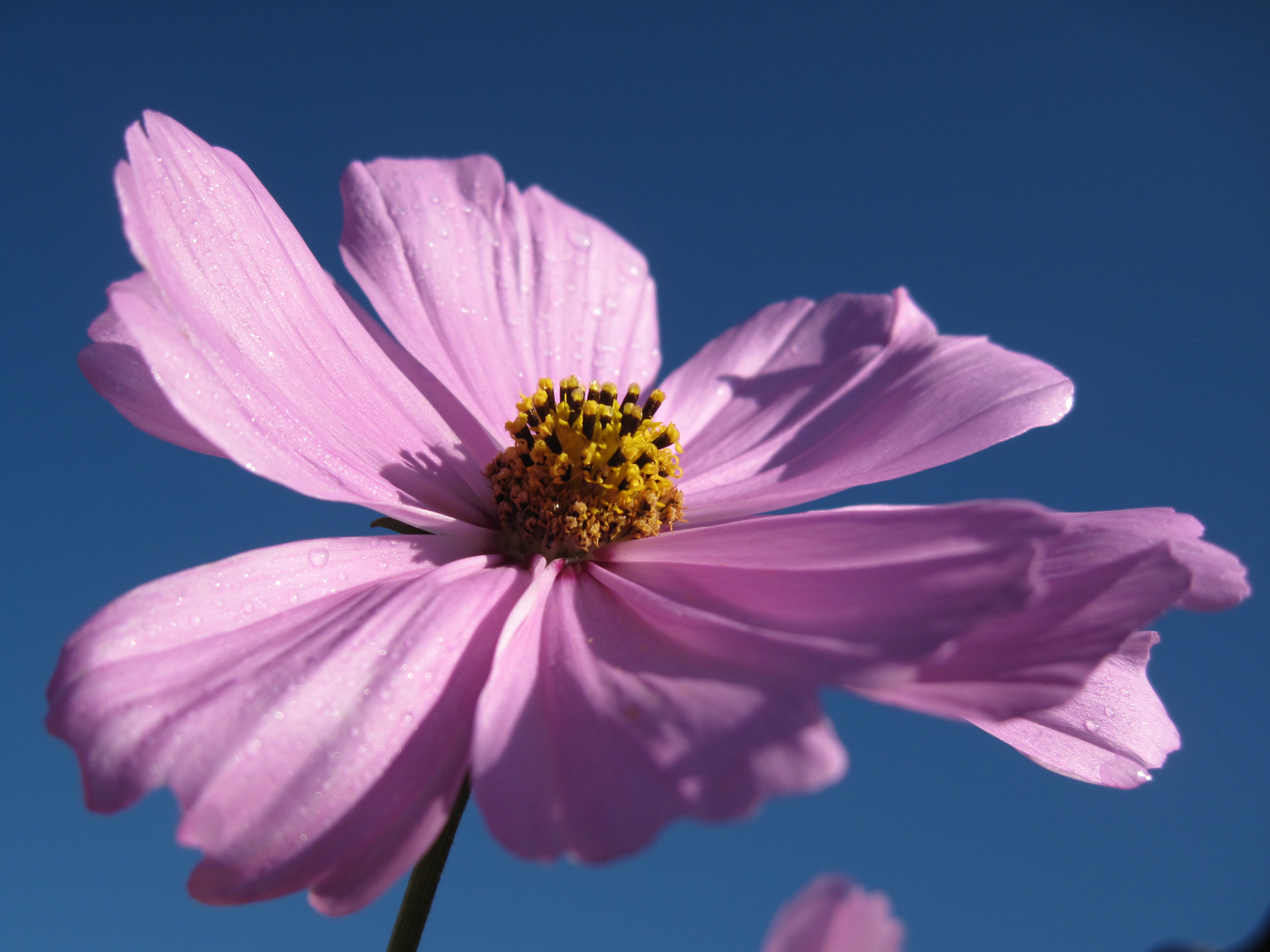 highlandrose