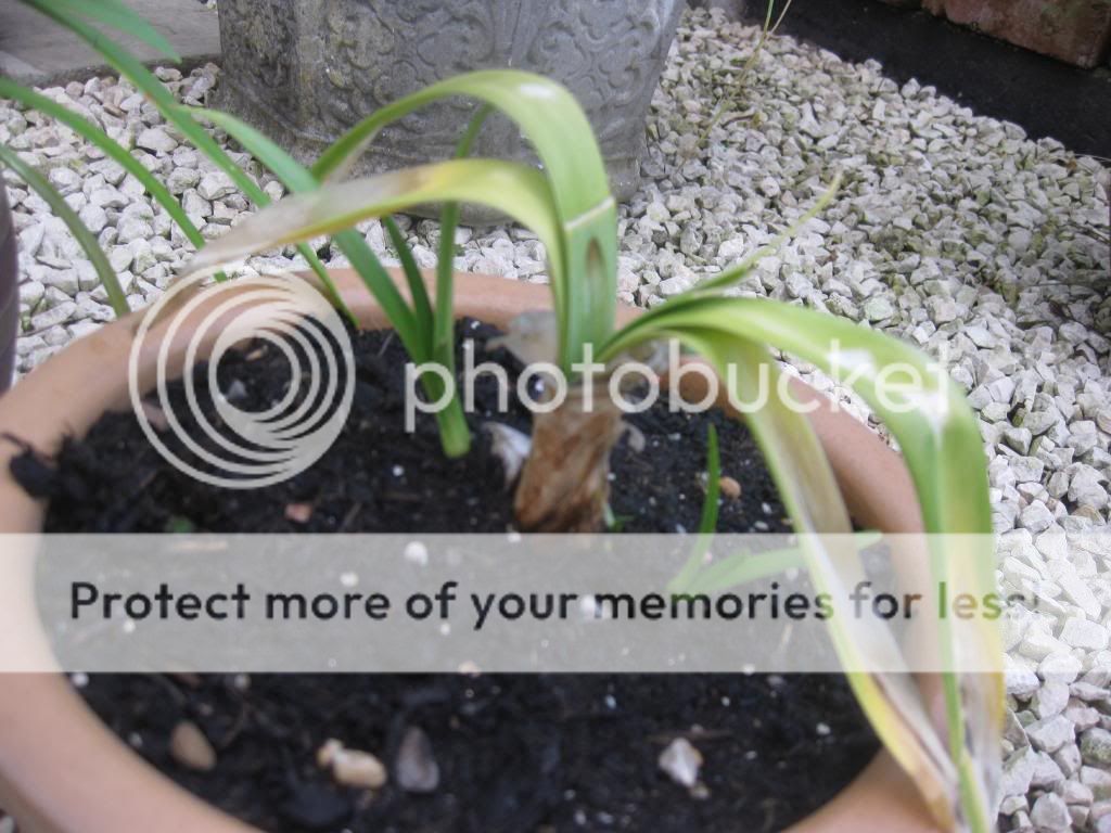 http://i1187.photobucket.com/albums/z383/kt_j63/IMG_5833.jpg