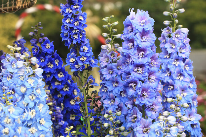 larkspur flowers