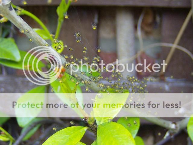 http://i1131.photobucket.com/albums/m551/lilylouise1/gardenviews006.jpg