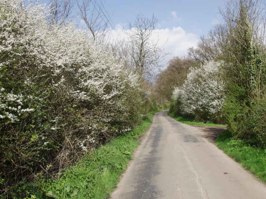 http://www.beenthere-donethat.org.uk/images.big/blackthorn02big.jpg