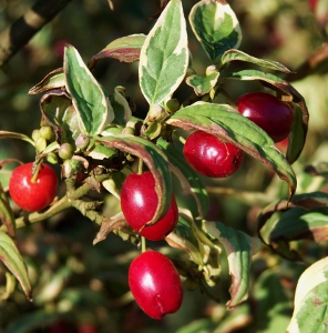 http://mikesgardentop5plants.files.wordpress.com/2011/10/f2.jpg