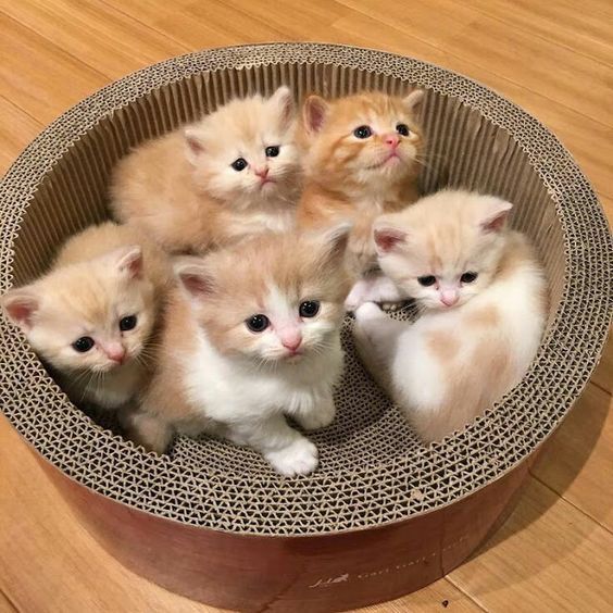 50 cutest kittens make our lives better every single day - Page 52 of 53  - SooPush  Kittens cutest Beautiful cats Cute cats