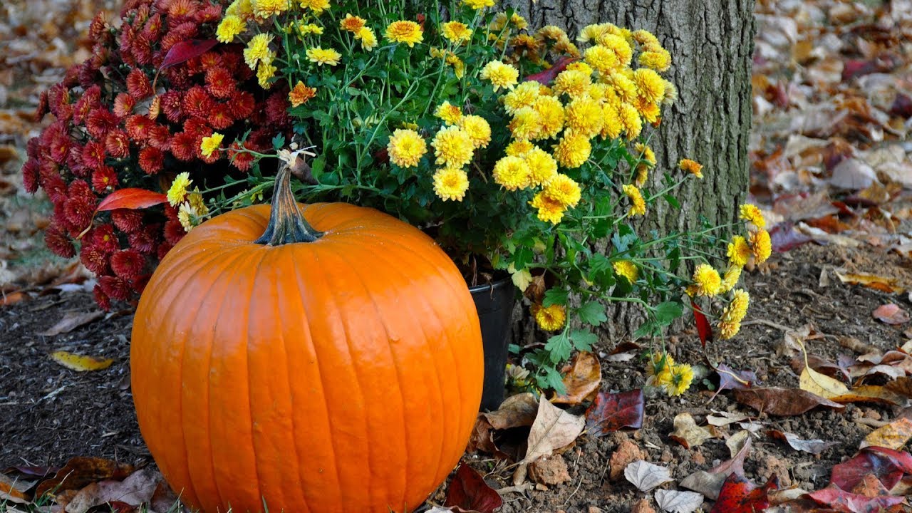 Image result for Beautiful Autumn mornings