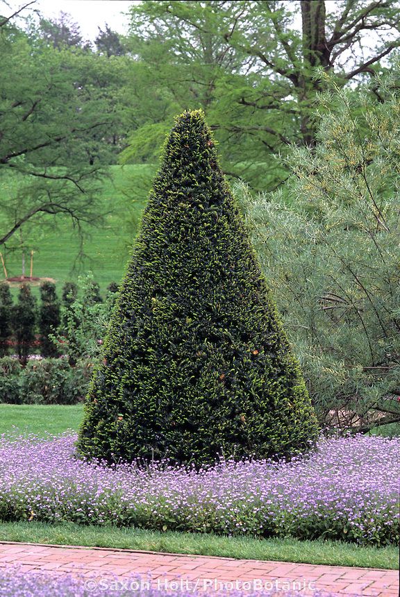 Image result for pyramidal clipped cone yew