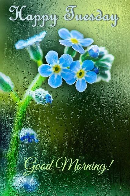 Rainy Happy Tuesday Good Morning Quote Pictures Photos and Images for  Facebook Tumblr Pinterest and Twitter