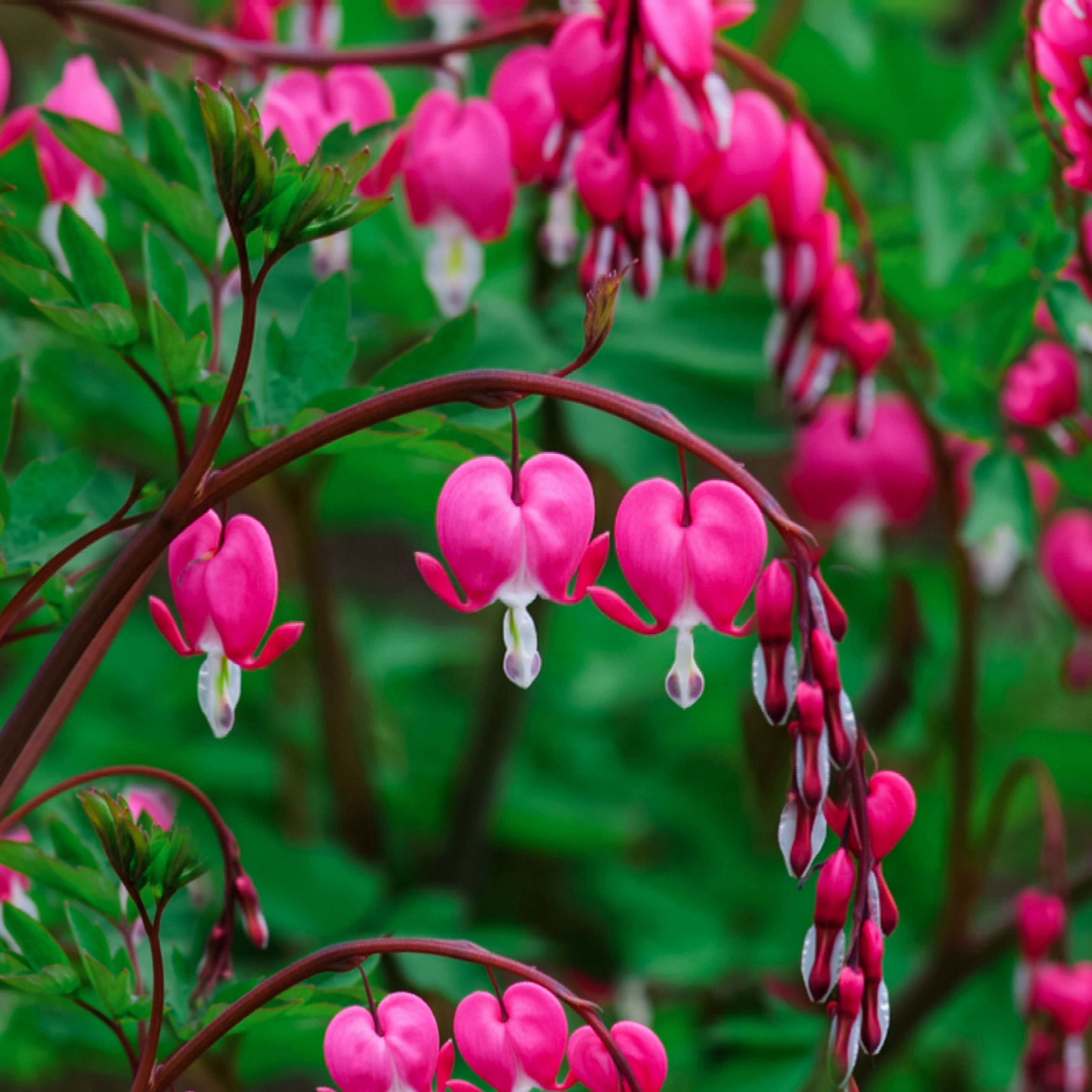 Growing and Caring for Common Bleeding Heart