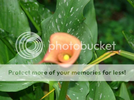 http://img.photobucket.com/albums/v11/otnorot/All%20plants/004-Copy6-1.jpg