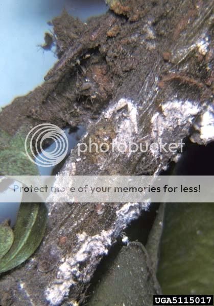 http://img.photobucket.com/albums/v11/otnorot/P_WoolyVneScle_zpsa7867d19.jpg