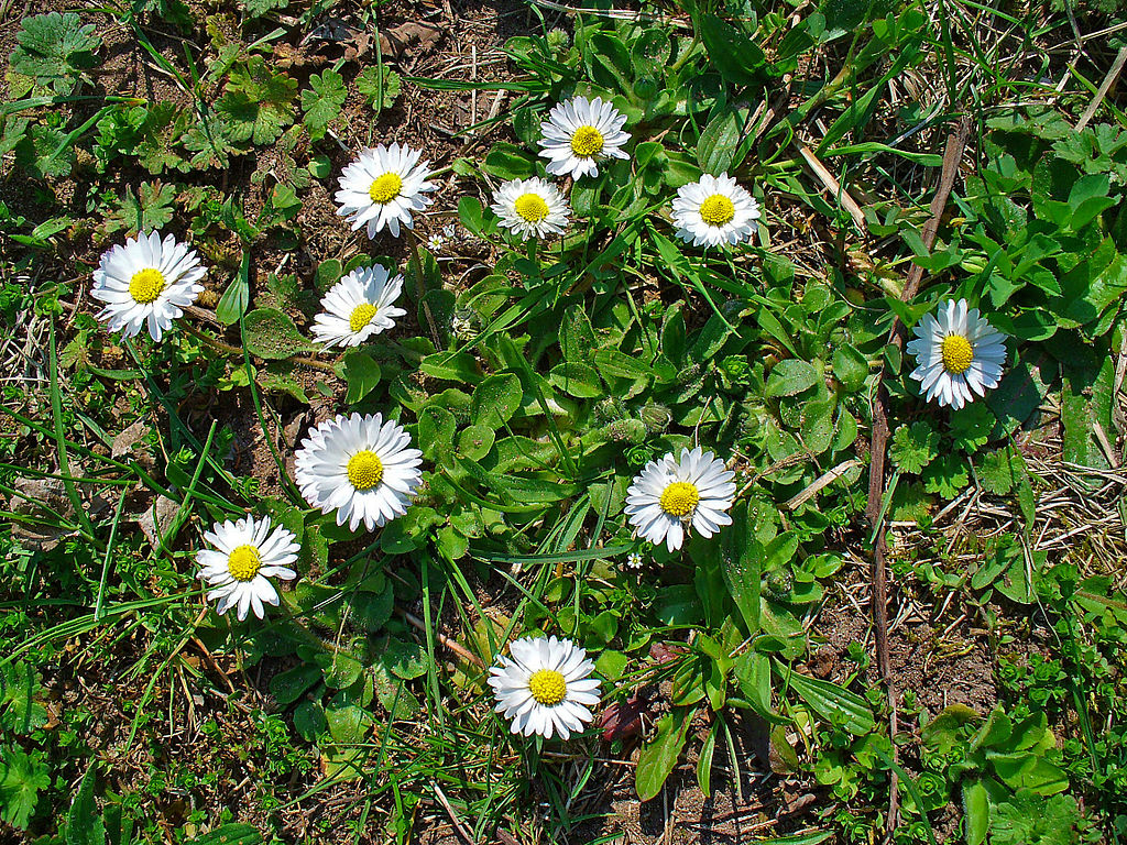 Raw Edible Plants Daisy Bellis perennis