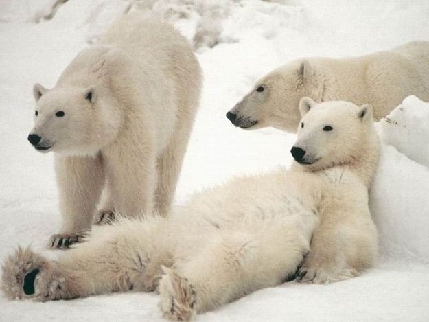 Learn How To Chill Like A Bear  Polar bear wallpaper Polar bear Baby  polar bears