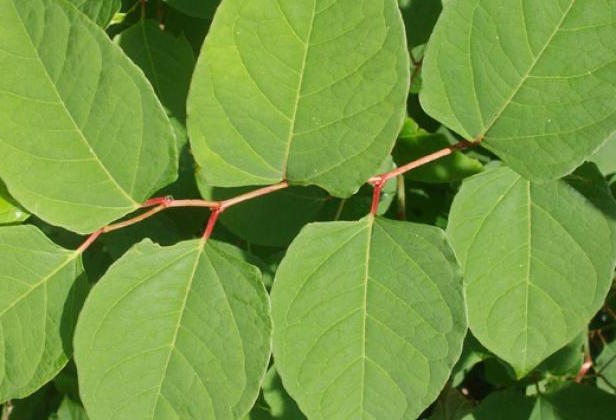 Image result for japanese knotweed uk