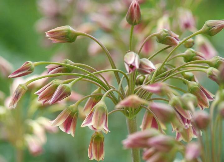 Nectaroscordum siculum Sicilian Honey Garlic