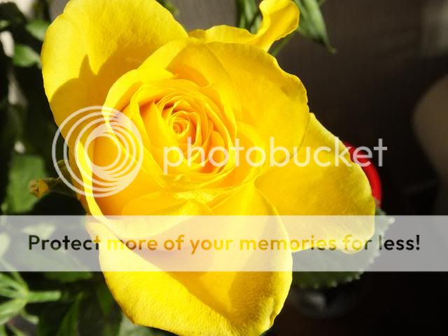 http://i27.photobucket.com/albums/c186/DavidKnapper/002_zps1beaa92b.jpg